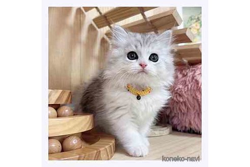 成約済の長野県のミヌエット-67940の2枚目